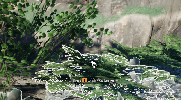 leaves