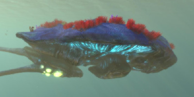 reefback